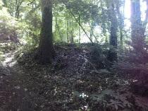 Natuurgebied Cortendijk, nabij Carmelweg te Heilig Landstichting